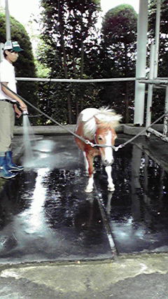 今日の乗馬☆