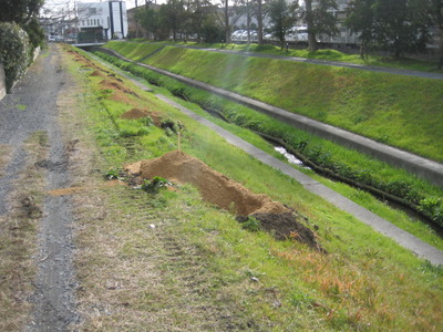 サクラ植樹の用意