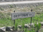 癒しの目田川