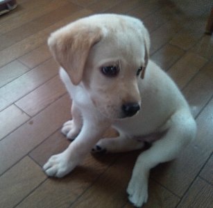 家族が増えました