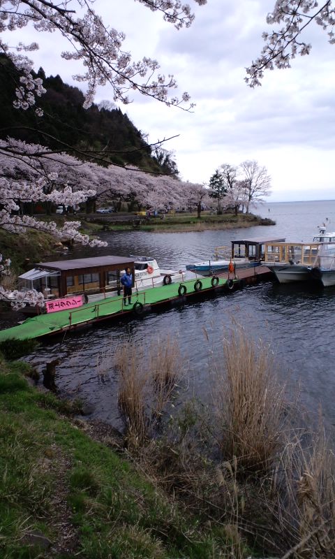 昨日の夕方の桜