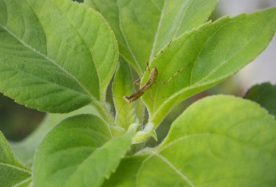 カマキリジュニア カマキリジュニア