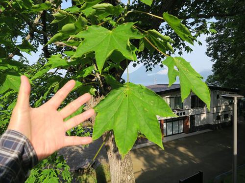 北海道初日の朝　③