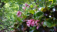 7年前の花
