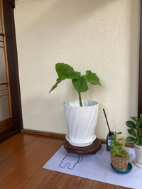 土に根付いたウンベラータ