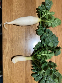 おいしい大根がとれました