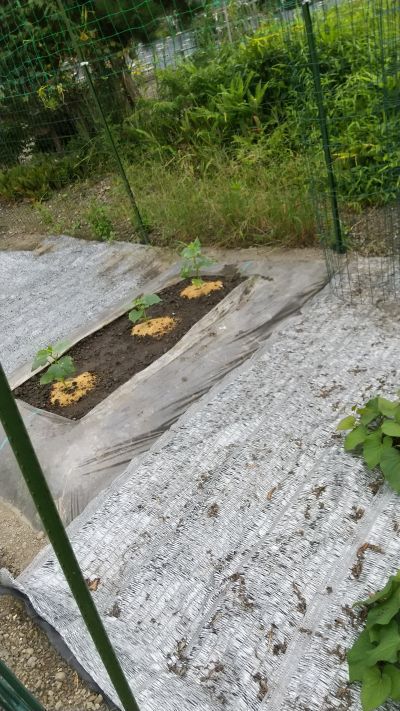 これも連作になるとは知らなんだ