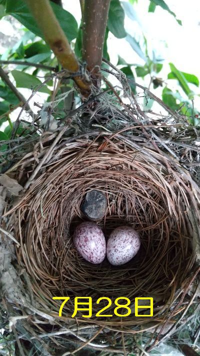 柿の木の鳥の巣に・・・
