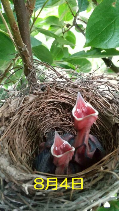 柿の木の鳥の巣に・・・