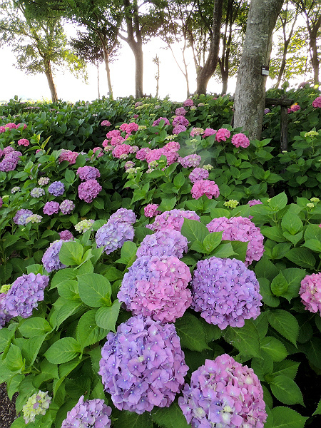 芦刈園の紫陽花