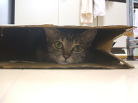 狙われてます。