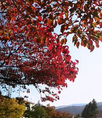 紅葉の膳所で二世帯