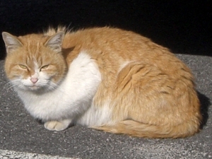 昼寝