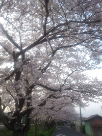 朝から桜