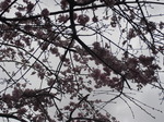 別れ、そして出会いの春