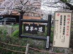 お花見＠哲学の道