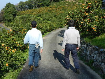みかん山に行ってきました（11/17）