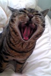 夕陽に向かって叫ぶのだ〜！