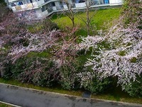 サクラ
