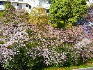 サクラ