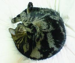 にゃんモナイト
