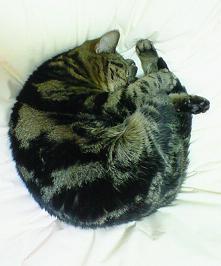 にゃんモナイト