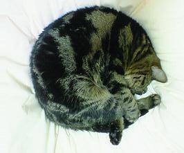 にゃんモナイト