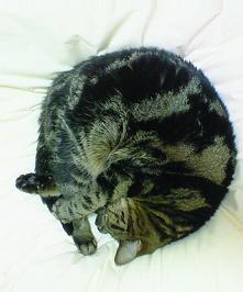 にゃんモナイト