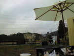 ３月３０日和創楽さんは雨でした
