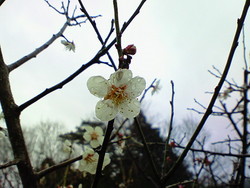 ３月３０日和創楽さんは雨でした
