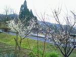 ３月３０日和創楽さんは雨でした