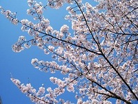 さくら～サクラサク～