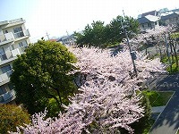 さくら〜春の朝のお楽しみ〜