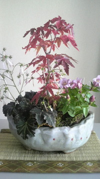 季節の寄せ植え