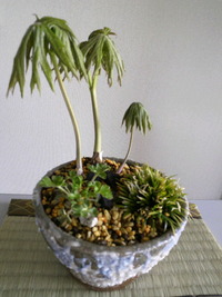 今週の山野草