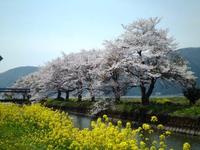 さくら祭り　今日は写真あります　余呉湖の桜