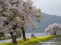 余呉湖一周お花見ウォーキング　報告