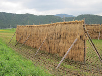 稲架（はさ）干し風景が美しく・・・。