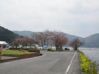 余呉湖さくら祭り　今日の桜（４月１６日）