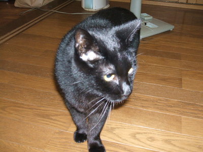 ねこは好きですかー　その２