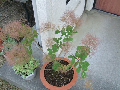 手にいれました。
