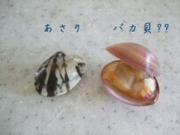 苦労した甲斐（貝）がありました・・・