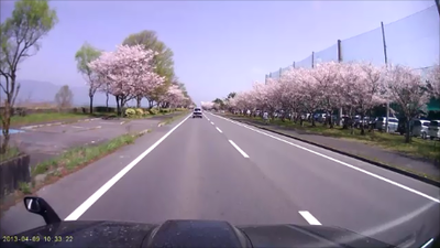湖岸道路　桜並木道