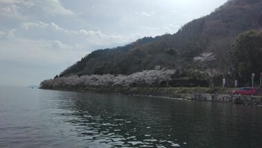 海津大崎の桜～ビーカヤッキング