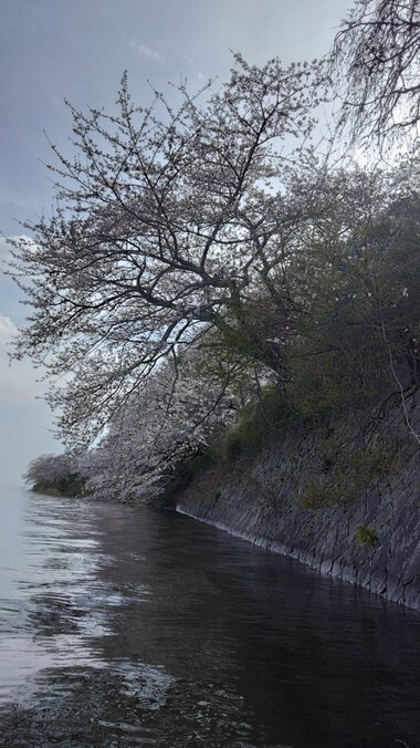 海津大崎の桜～ビーカヤッキング