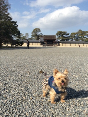 梅が咲き始めている御所でした