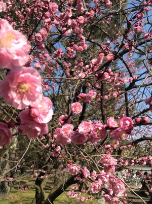梅が咲き始めている御所でした