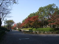 色づく庭で演奏会