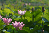 ハスの花が見頃です