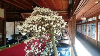 お見事、長浜盆梅展